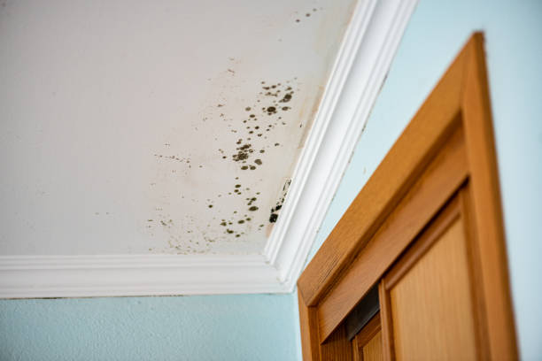 Office Mold Removal Services in Oreana, IL