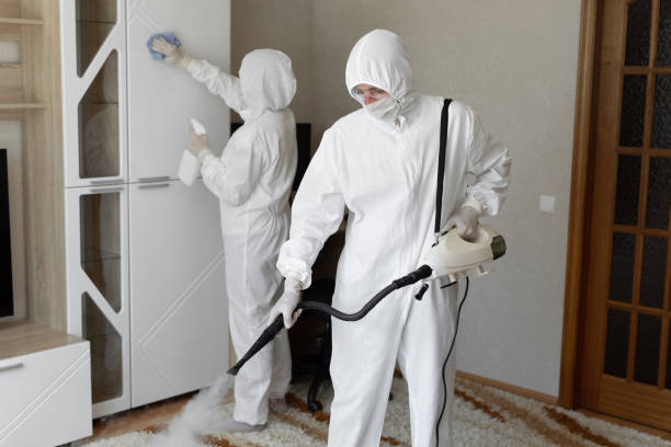 Best Attic Mold Removal  in Oreana, IL
