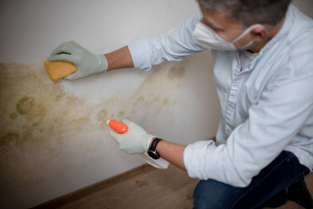 Best Emergency Mold Removal  in Oreana, IL