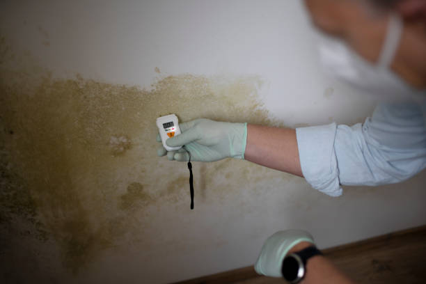 Best Mold Cleaning Services  in Oreana, IL