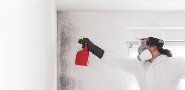 Best Mold Testing  in Oreana, IL