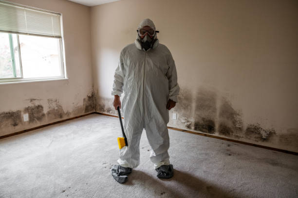 Best Commercial Mold Removal  in Oreana, IL