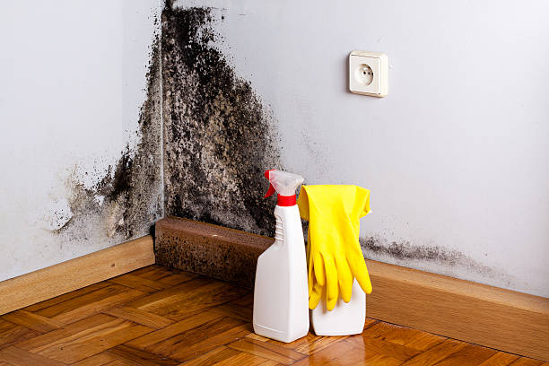 Best Water Damage Restoration  in Oreana, IL