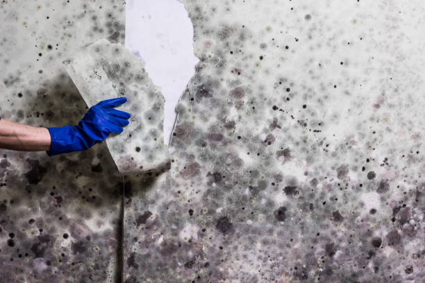 Best Mold Remediation  in Oreana, IL