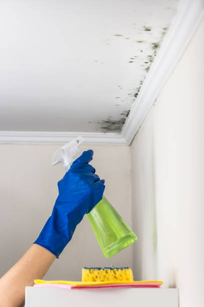 Best Residential Mold Removal  in Oreana, IL