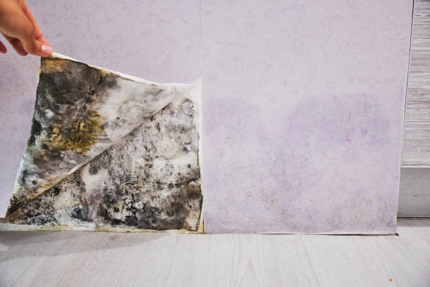 Best Best Mold Removal Companies  in Oreana, IL